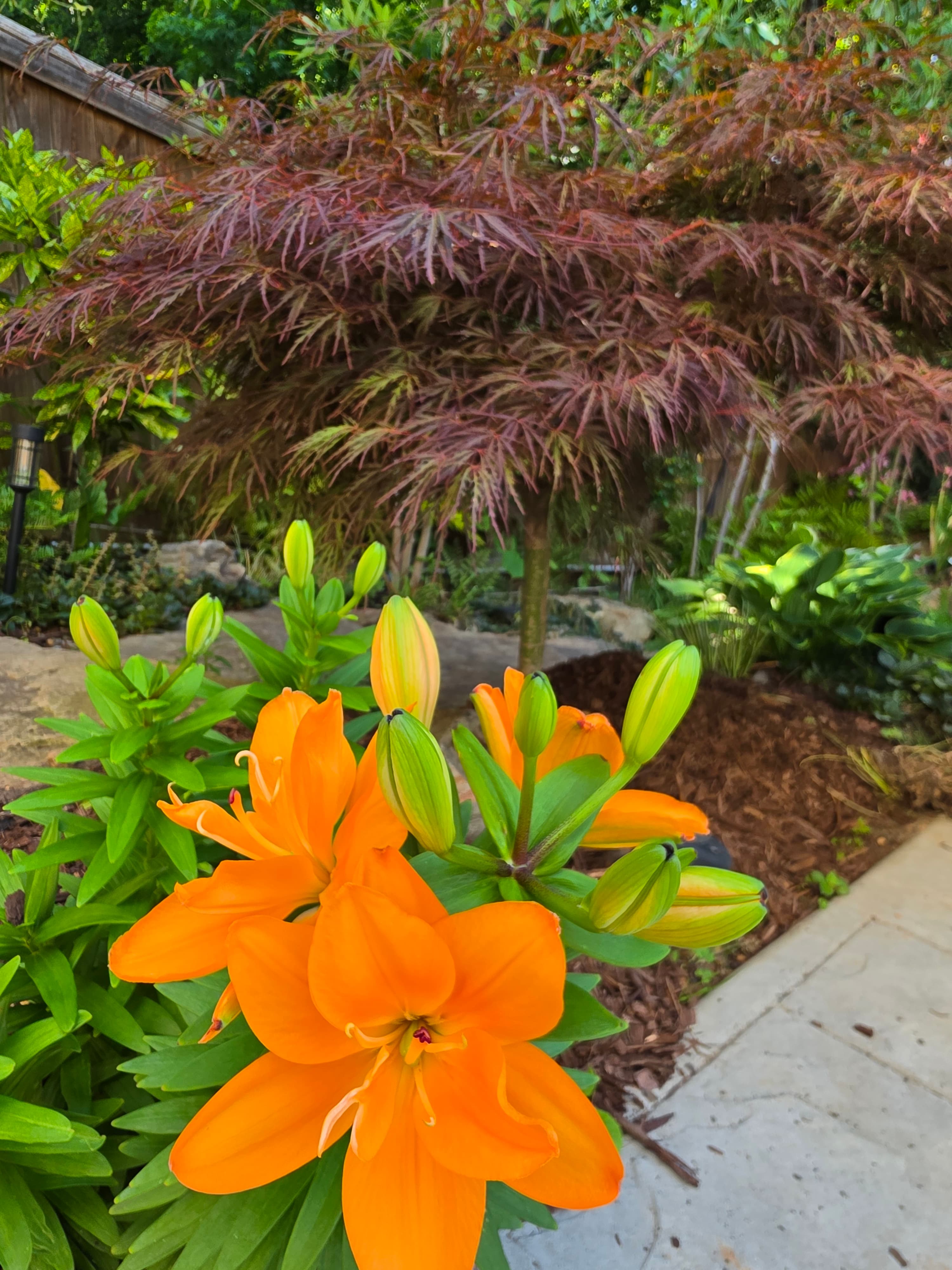Vibrant orange lilies and green buds bloom before a dark red Japanese maple tree.