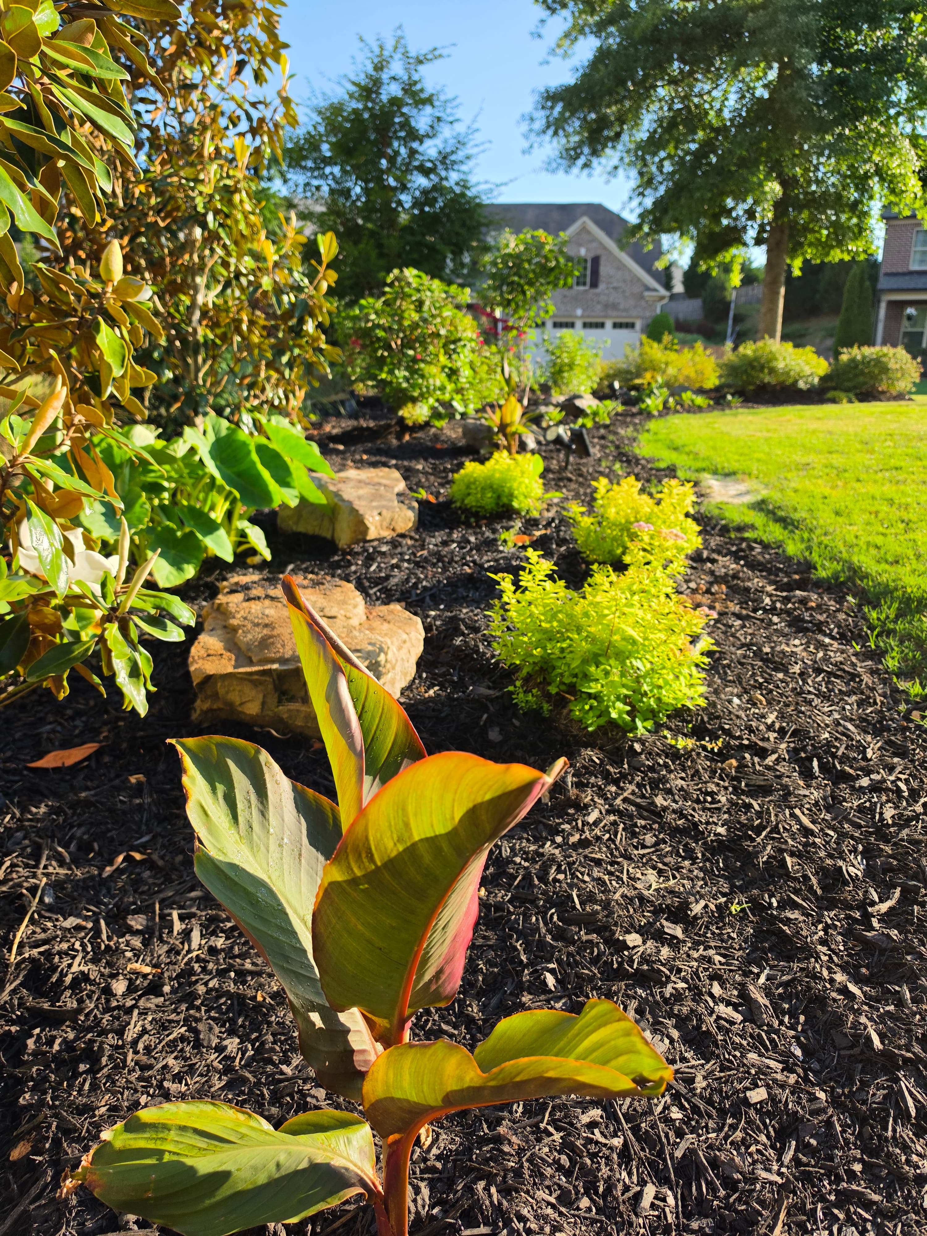Canna lily plant in a landscaped garden bed with dark mulch and bright shrubs.