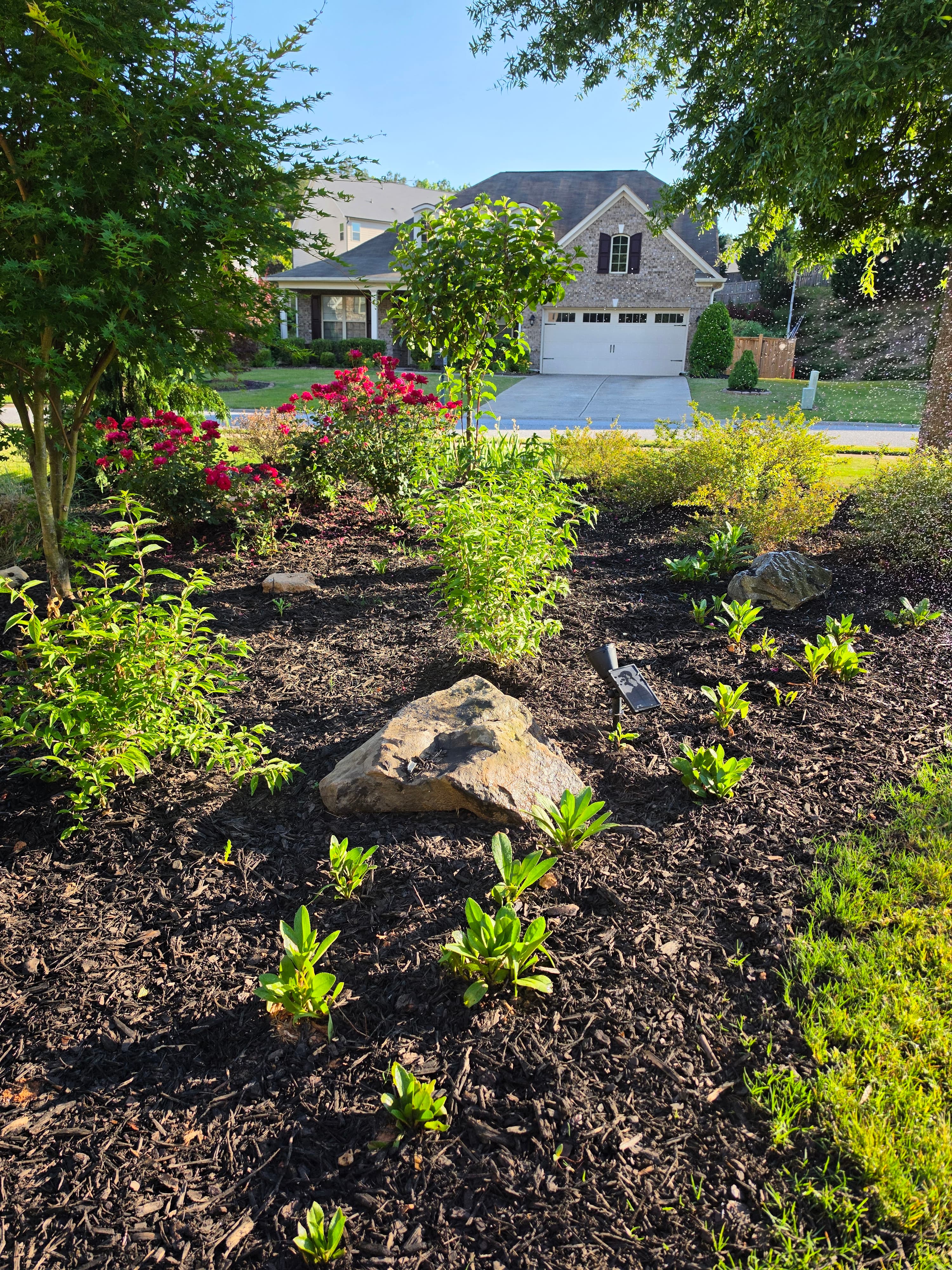 Landscaped garden with red roses and dark mulch in front of a suburban brick house.
