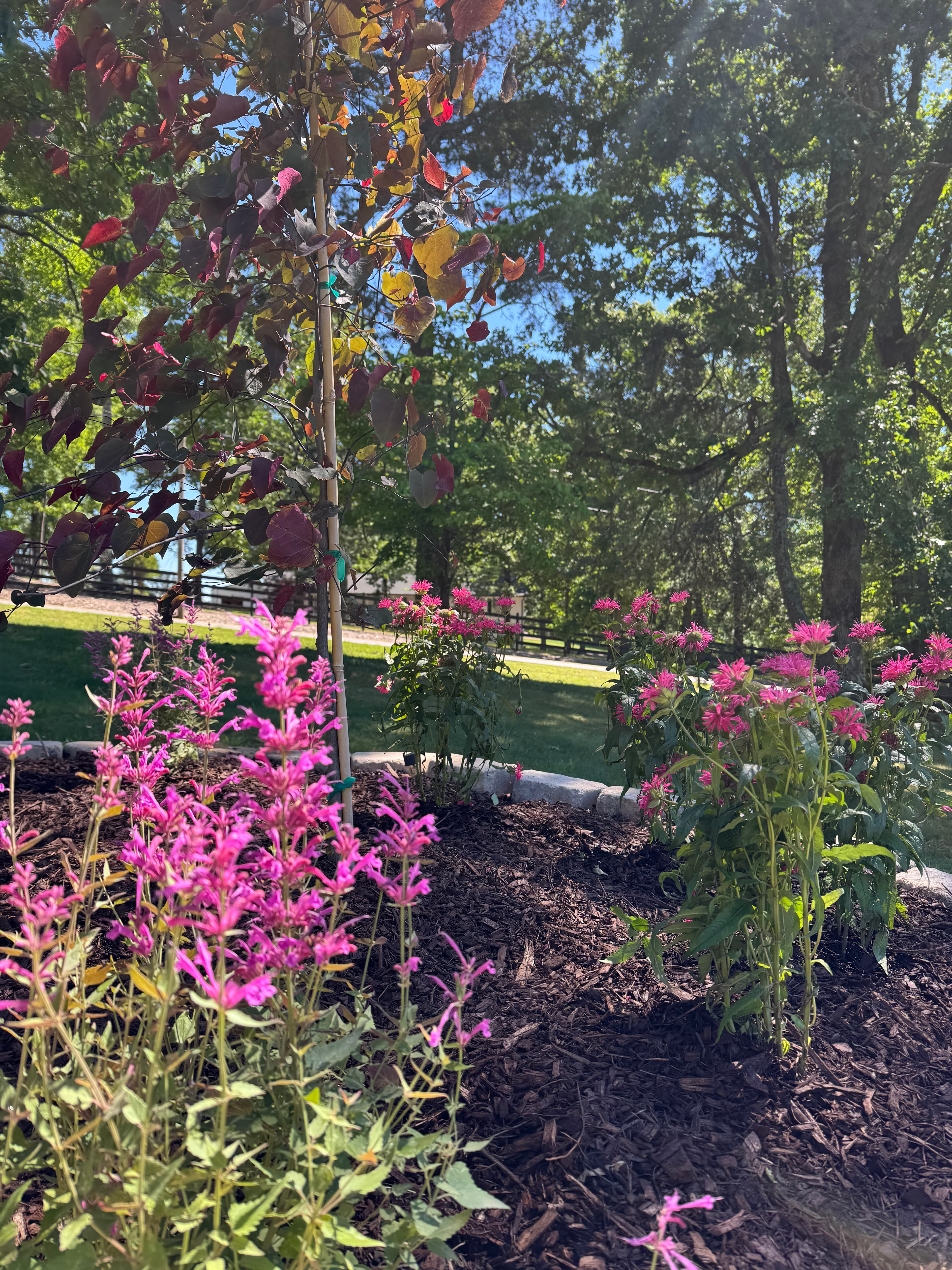 Vibrant pink flowers bloom in a mulched garden bed beneath a young purple-leafed tree.