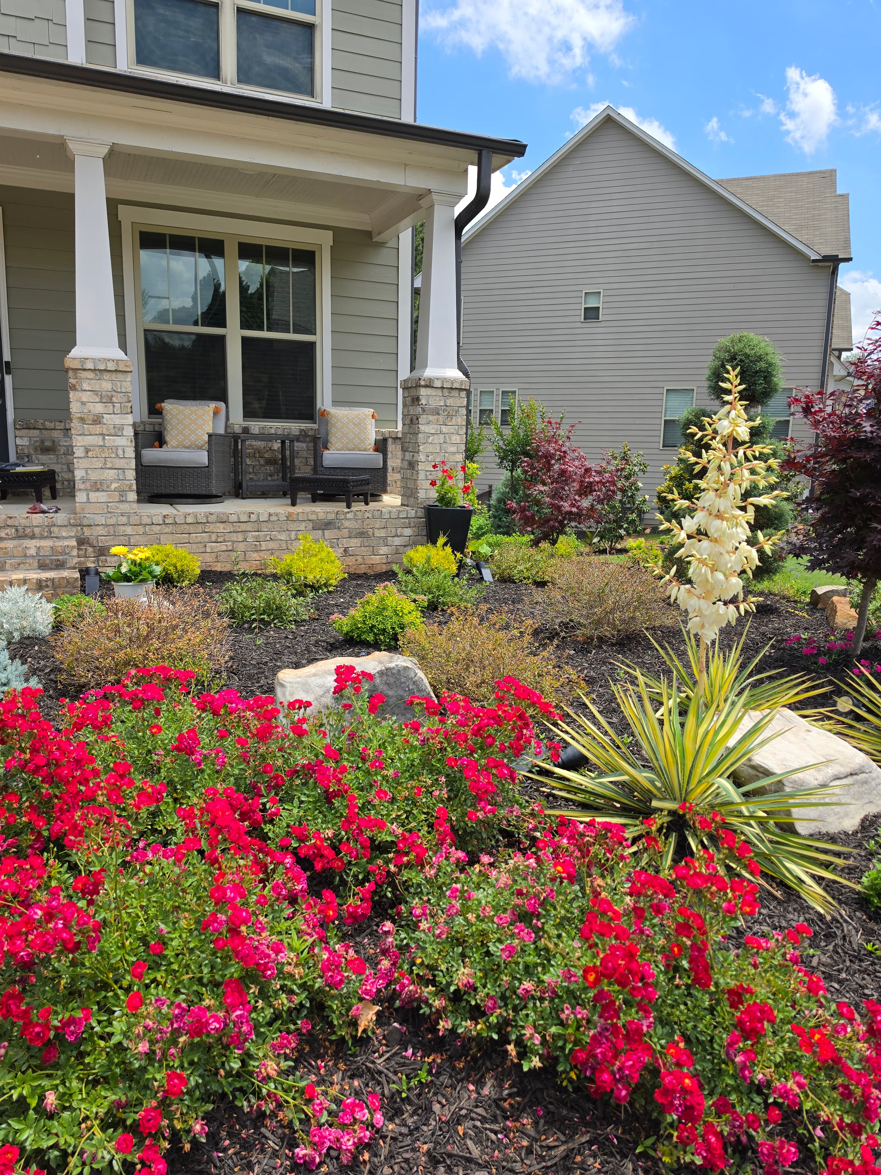 Vibrant red roses and a blooming yucca plant in a landscaped front yard garden.