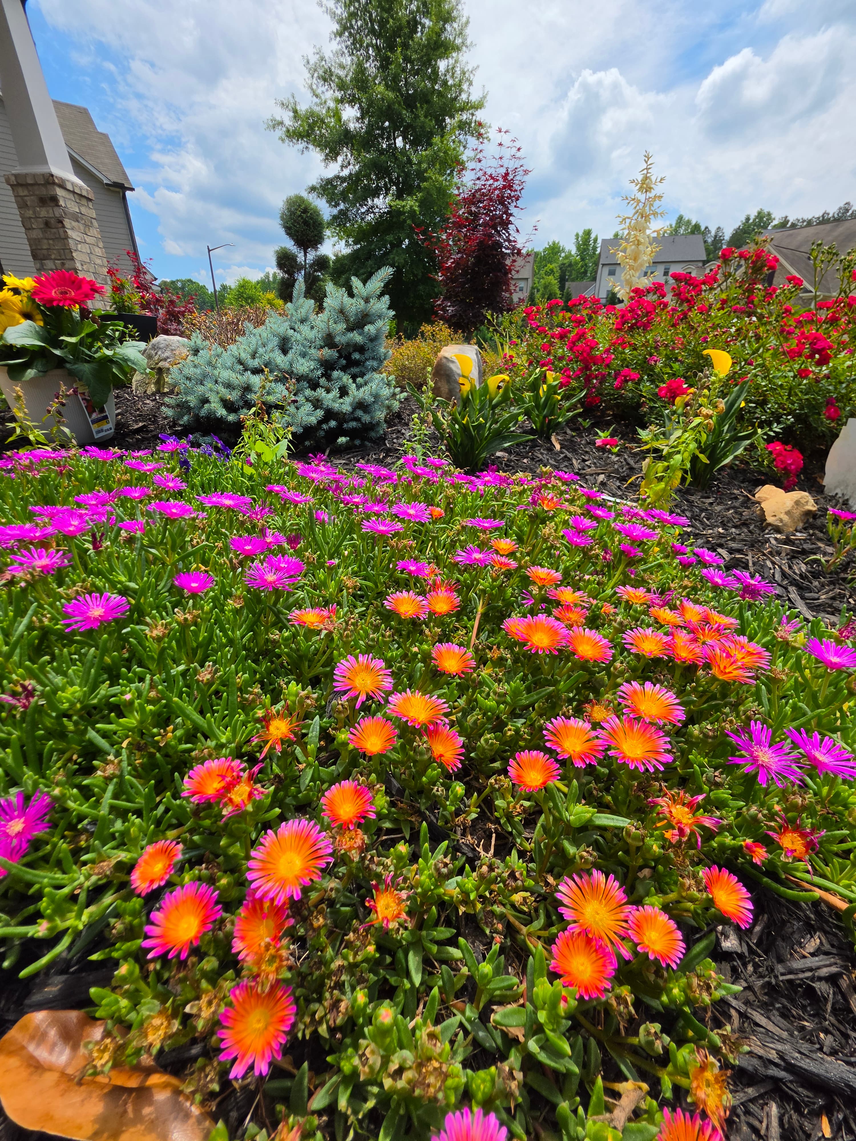 Vibrant pink and orange ice plants bloom in a lush garden with shrubs and roses.