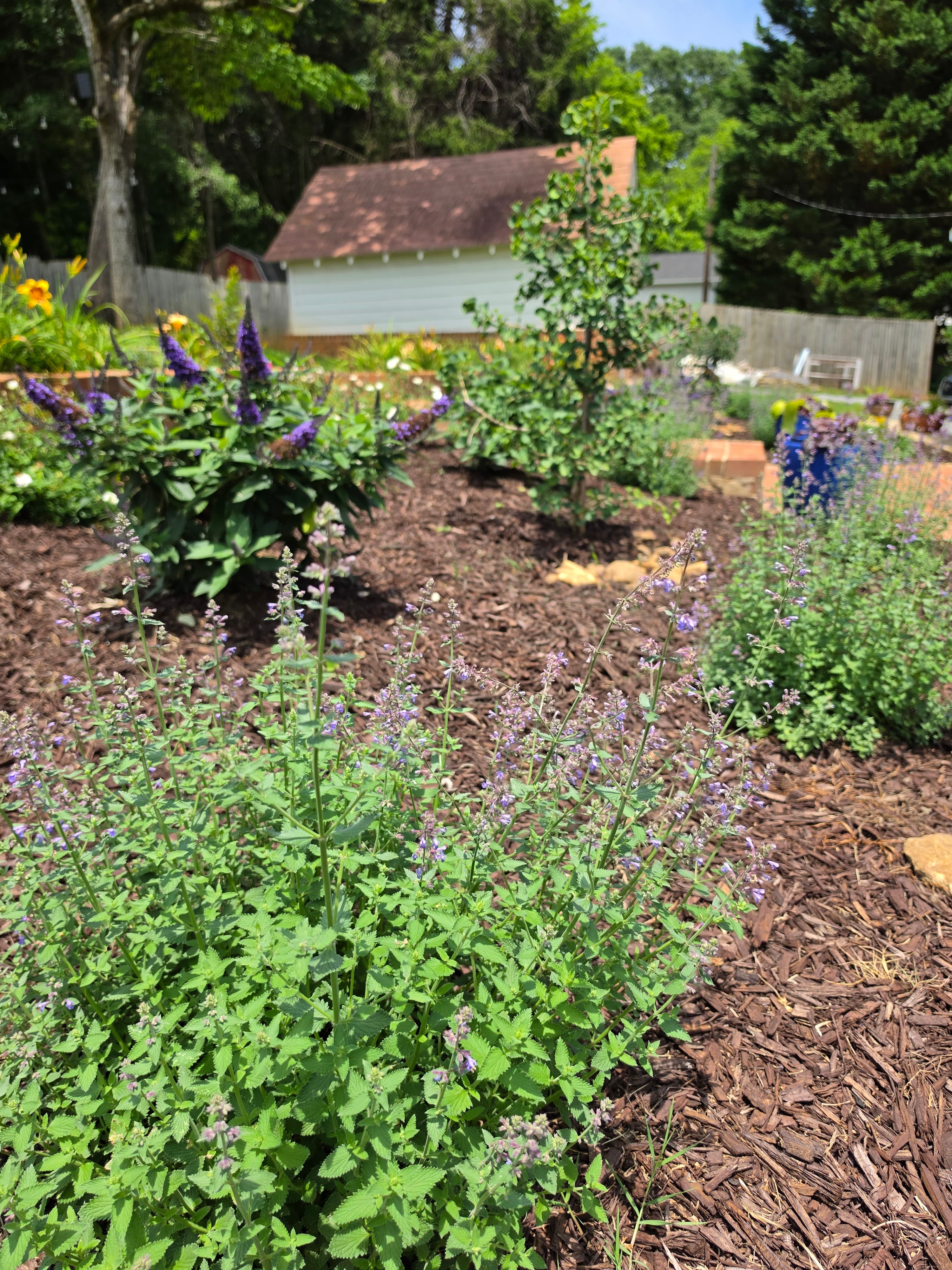 Purple catmint flowers bloom in a mulched backyard garden with a white shed behind.