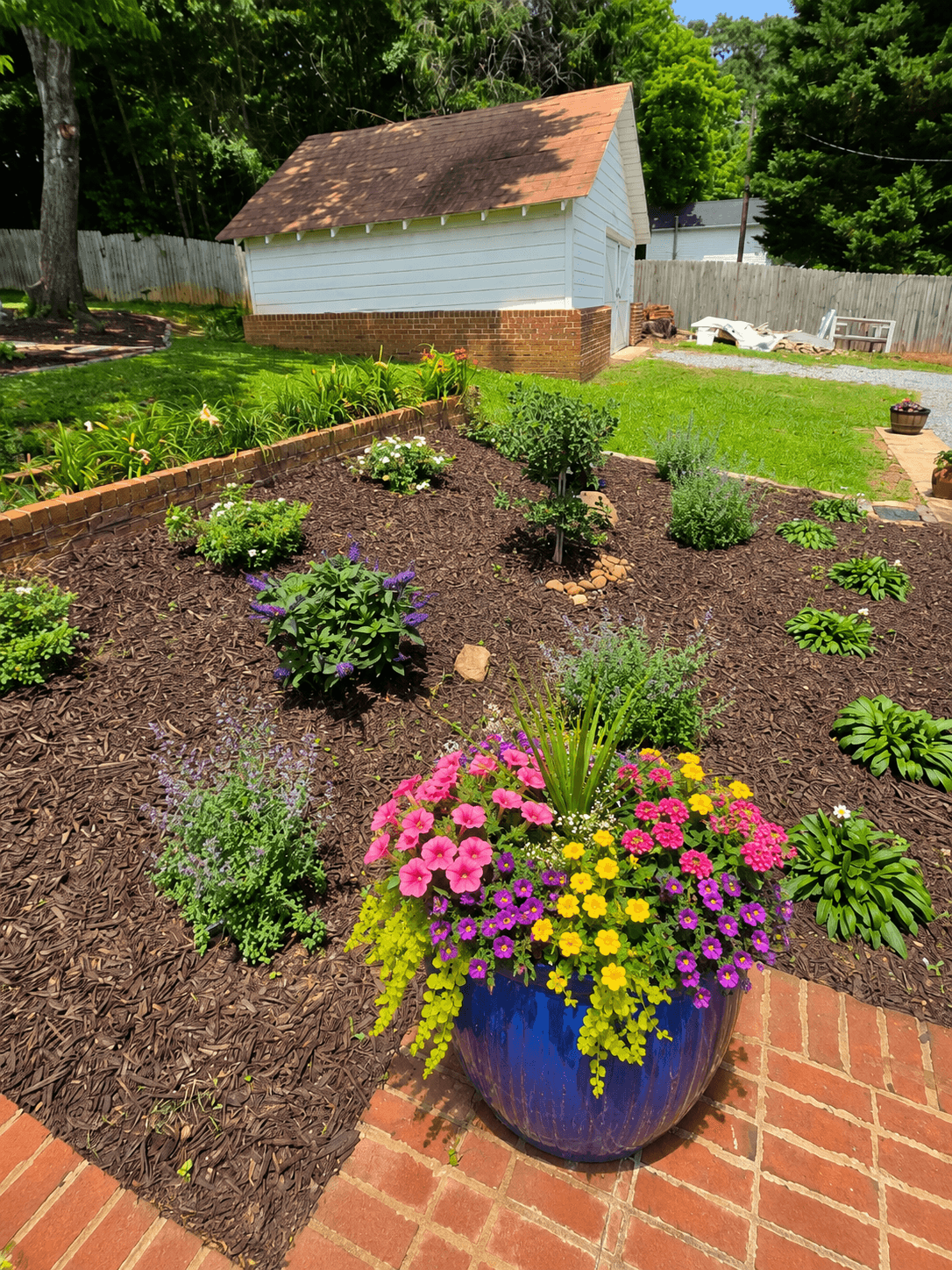 Vibrant blue flower pot on a brick patio overlooking a mulched garden and white shed.