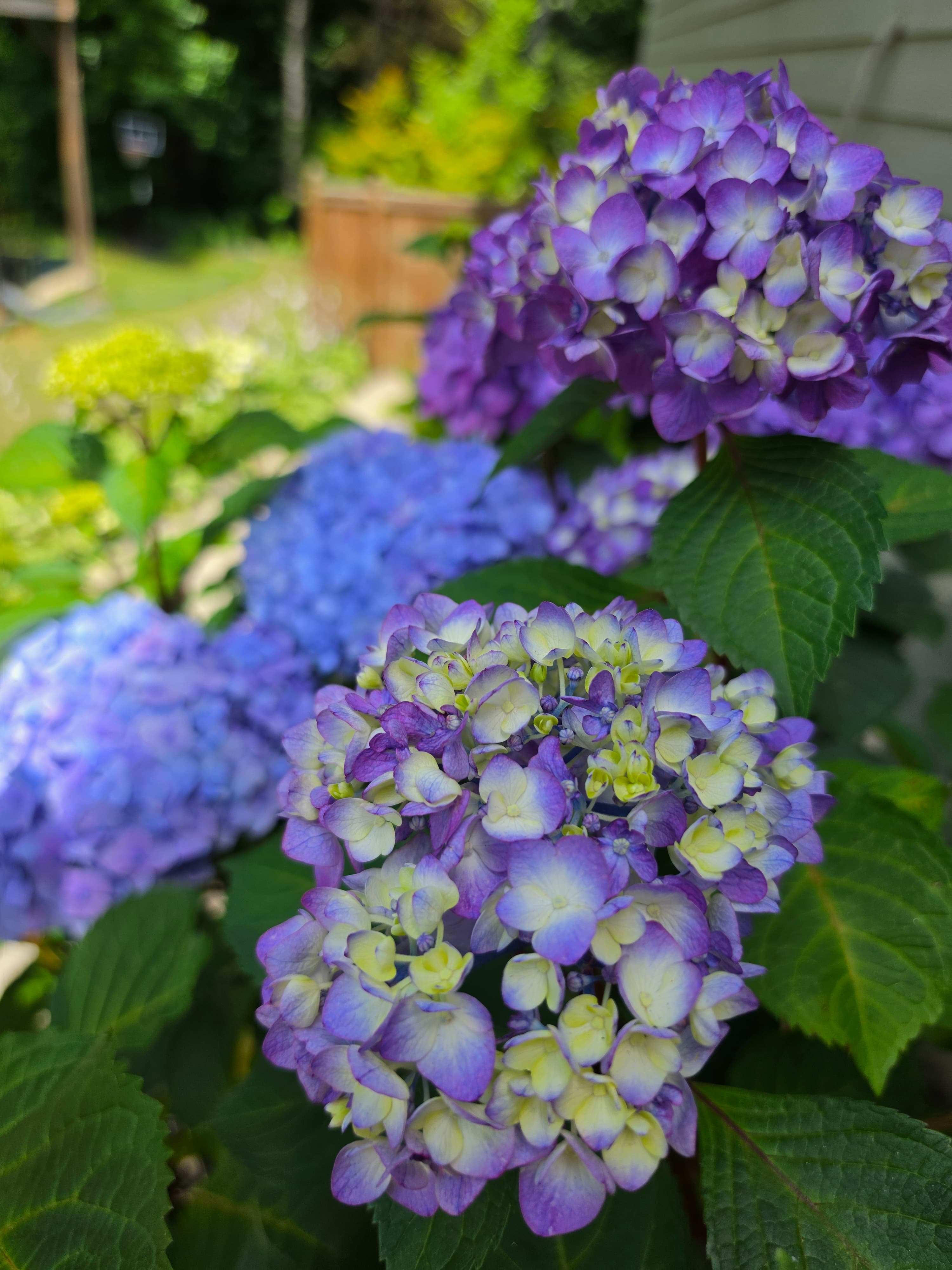 Close-up of vibrant purple and blue hydrangea flowers with green leaves in a garden.