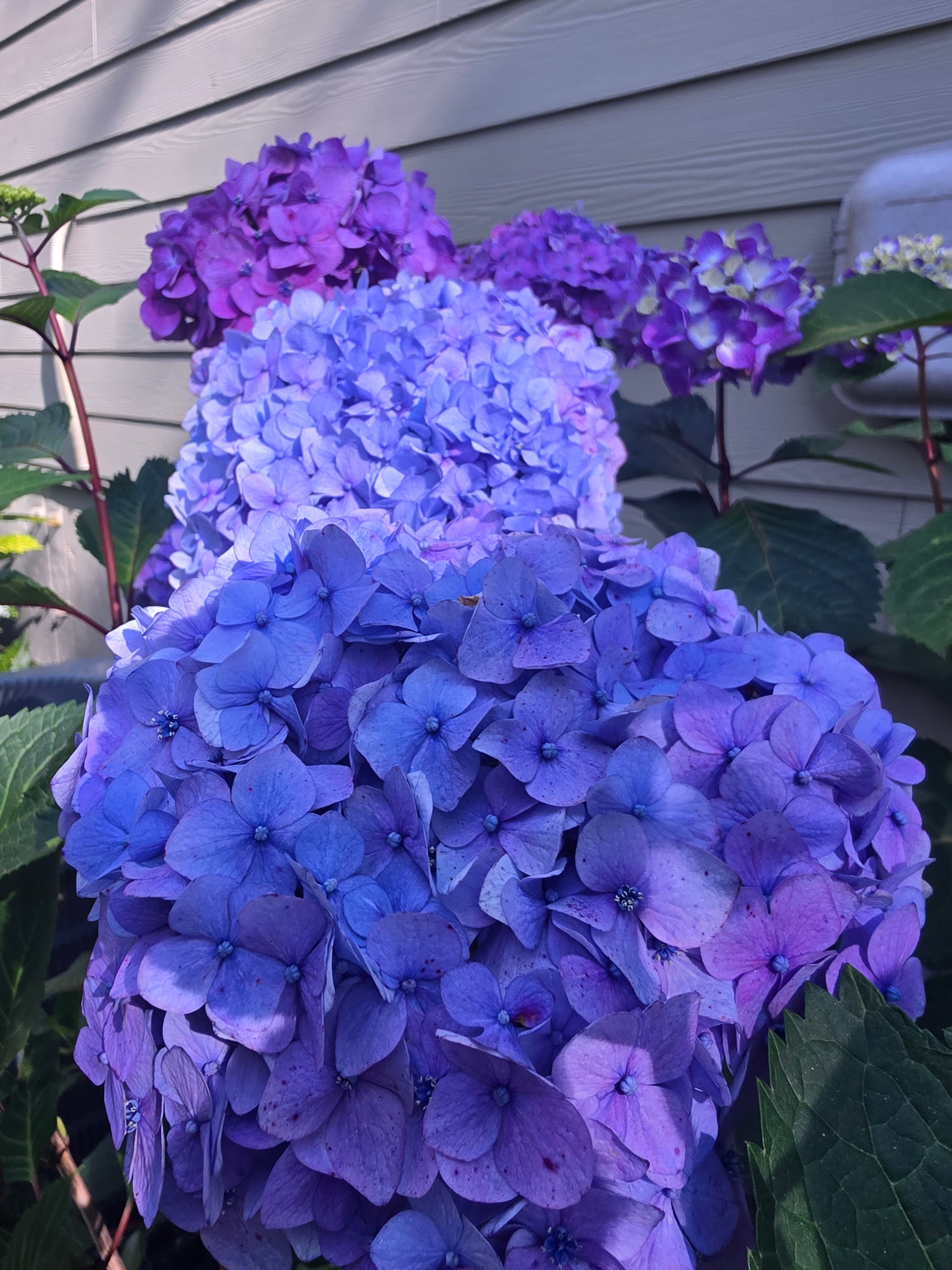 Vibrant blue and purple hydrangea flowers bloom against a light gray horizontal siding wall.