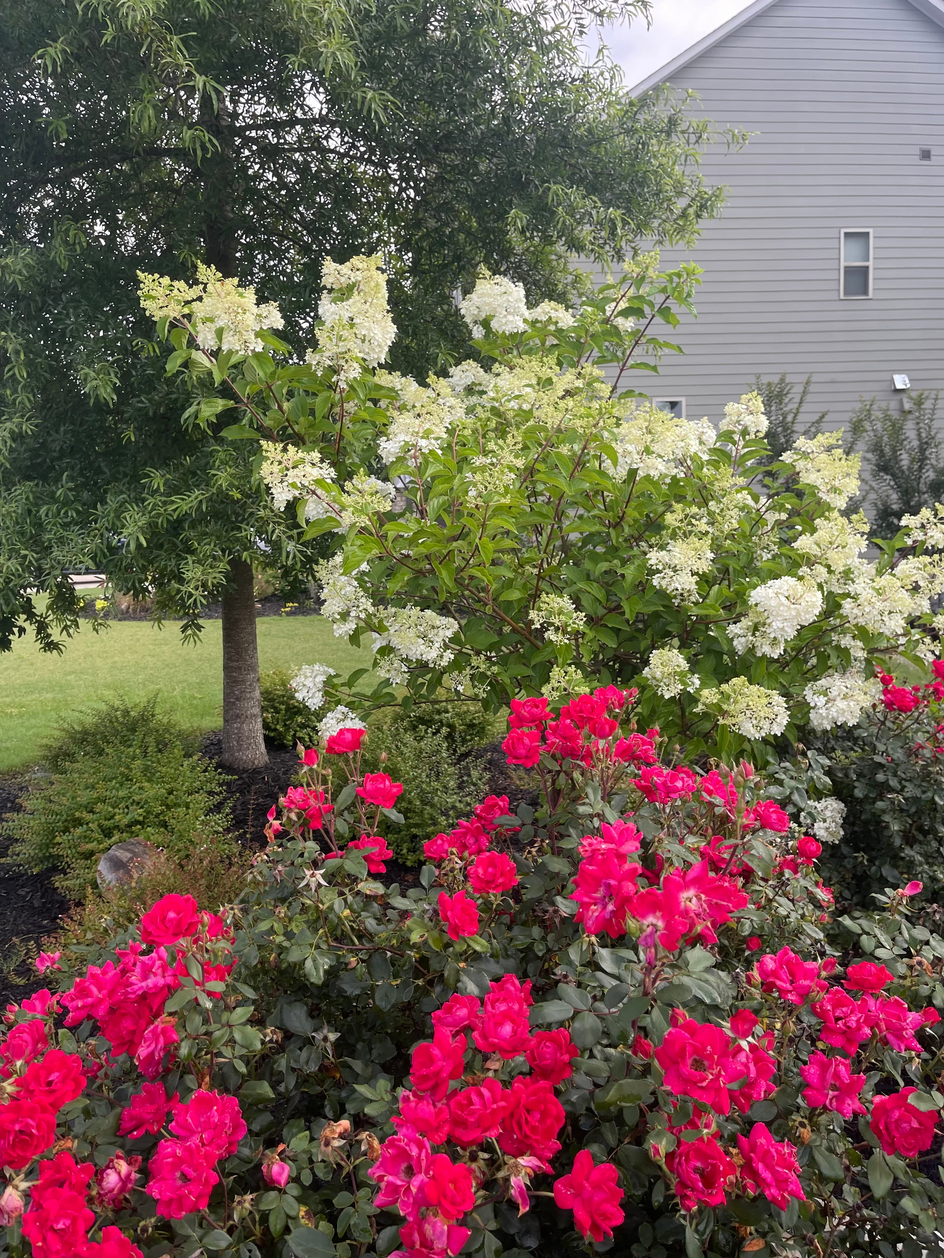 Vibrant pink roses and white panicle hydrangeas grow in a garden near a grey house.