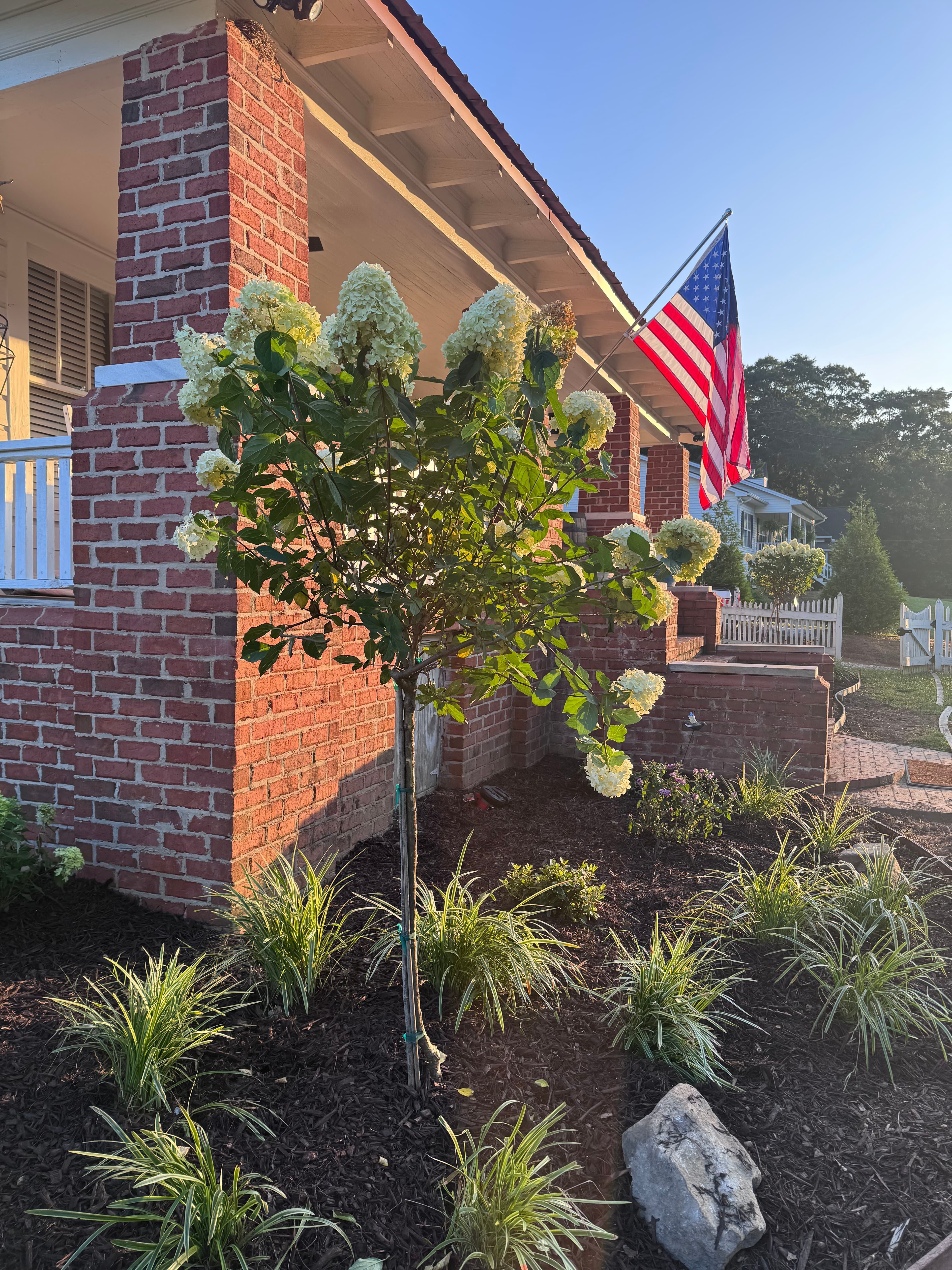 American flag flying from a brick house beside a blooming white hydrangea tree and garden.