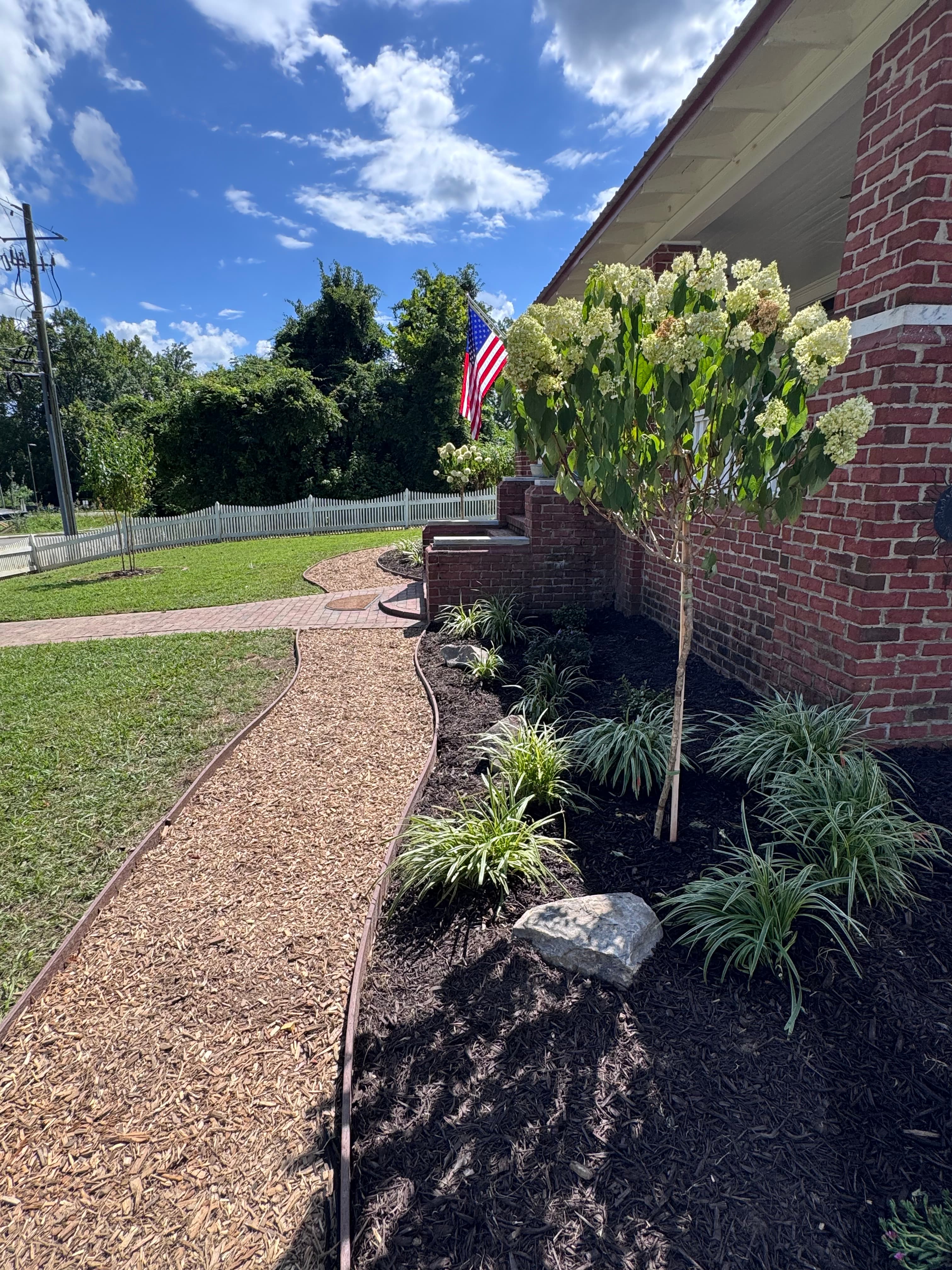 White hydrangea tree blooms beside a brick house with a landscaped garden and woodchip path.