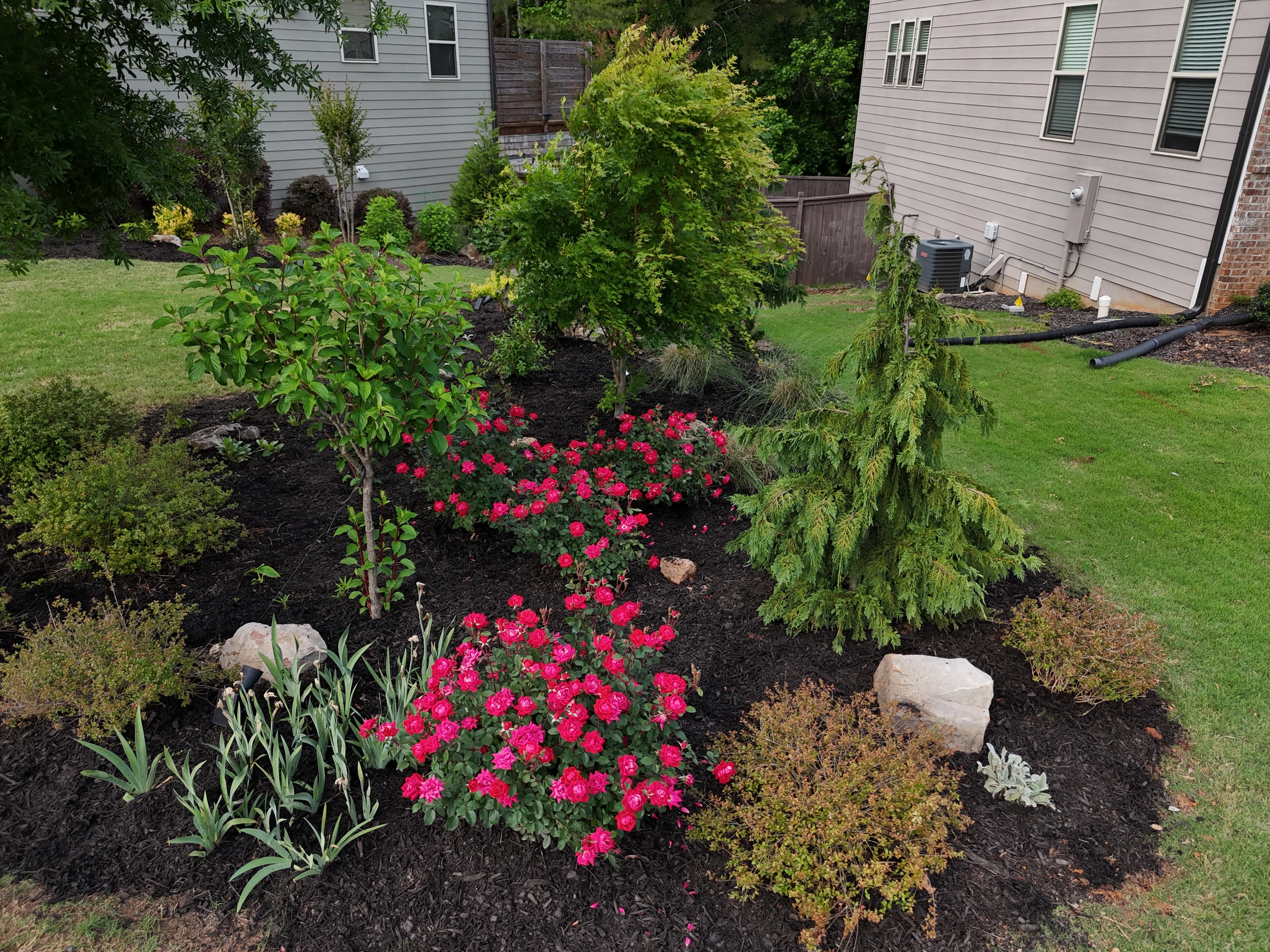 Landscaped garden bed with vibrant pink roses and various green shrubs on dark mulch.