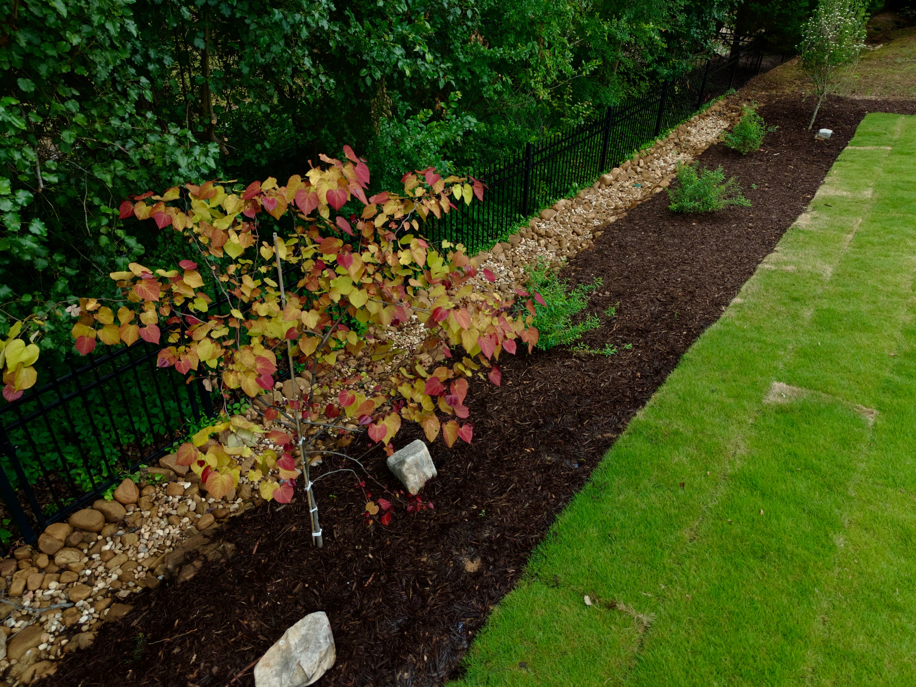Young tree with colorful leaves in a mulched bed beside a stone dry creek bed.