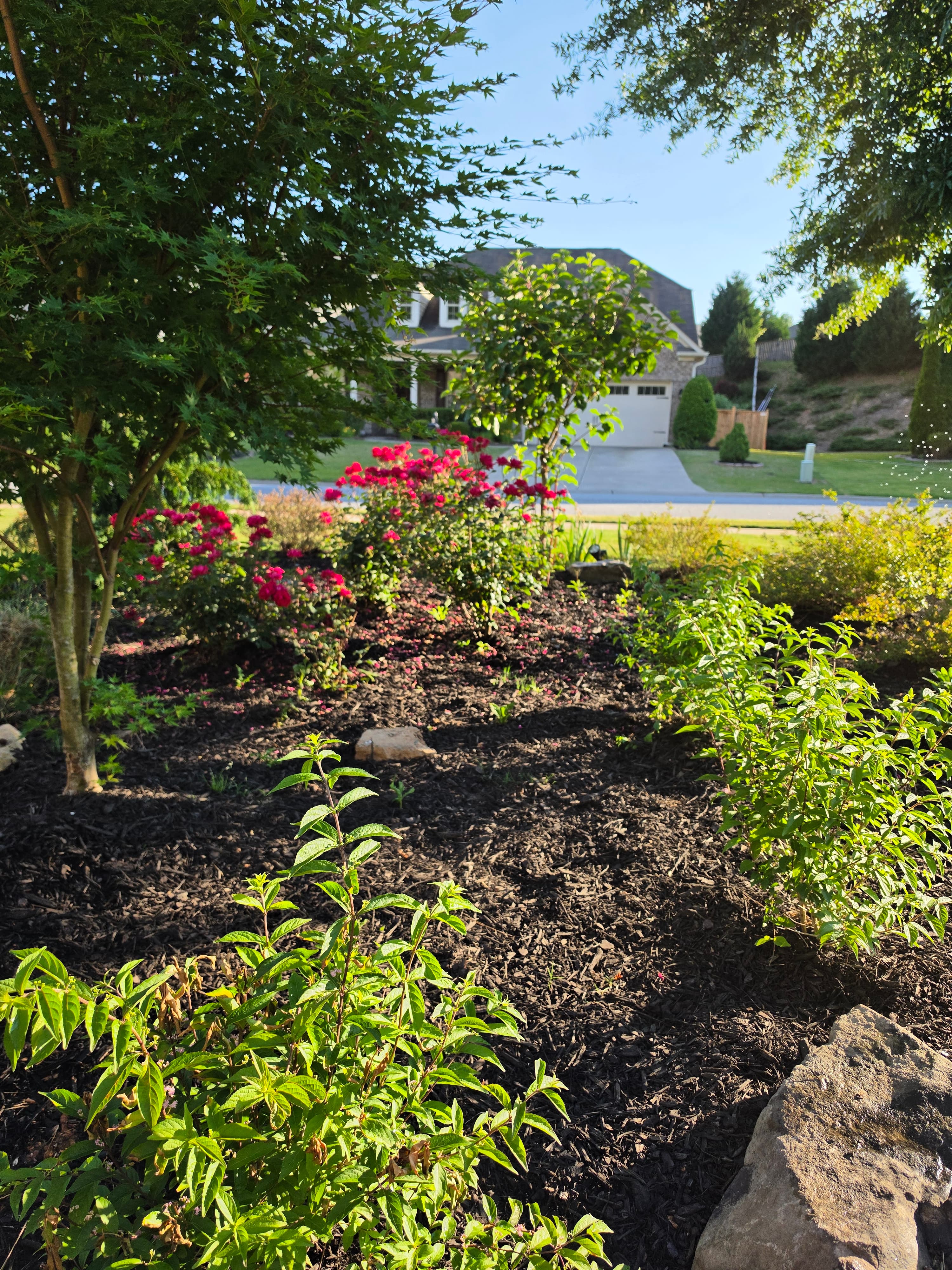 Vibrant pink roses and green plants in a mulched garden bed before a suburban house.